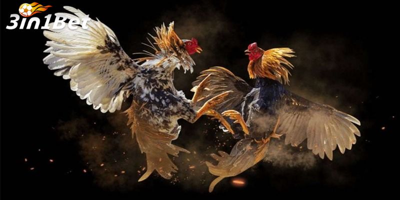 Hướng Dẫn Đăng Ký Tài Khoản Và Tham Gia Đá Gà