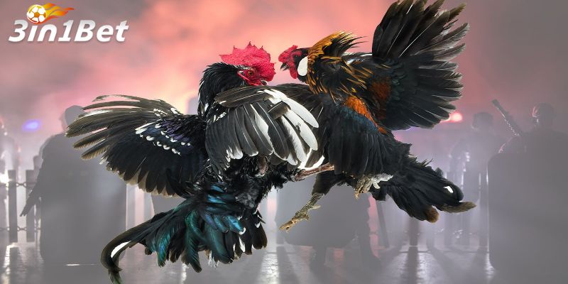 Giới Thiệu Về Nhà Cái 3in1bet